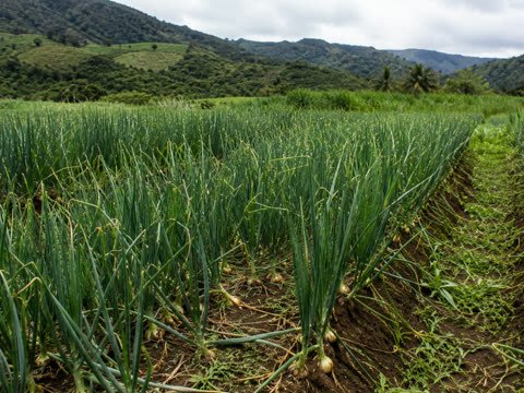 Cultivo de cebolla a plena luz