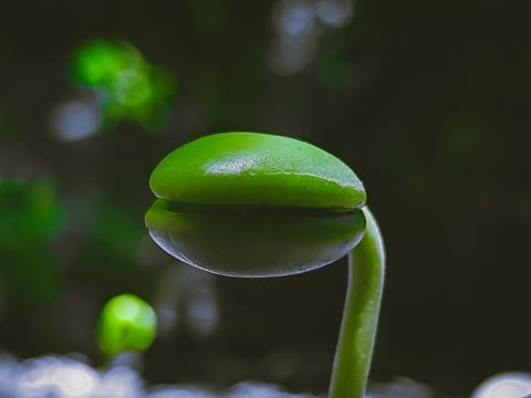Semilla germinando con brote fuerte y saludable