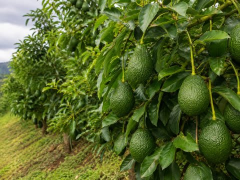 Árbol de aguacate cargado de frutos