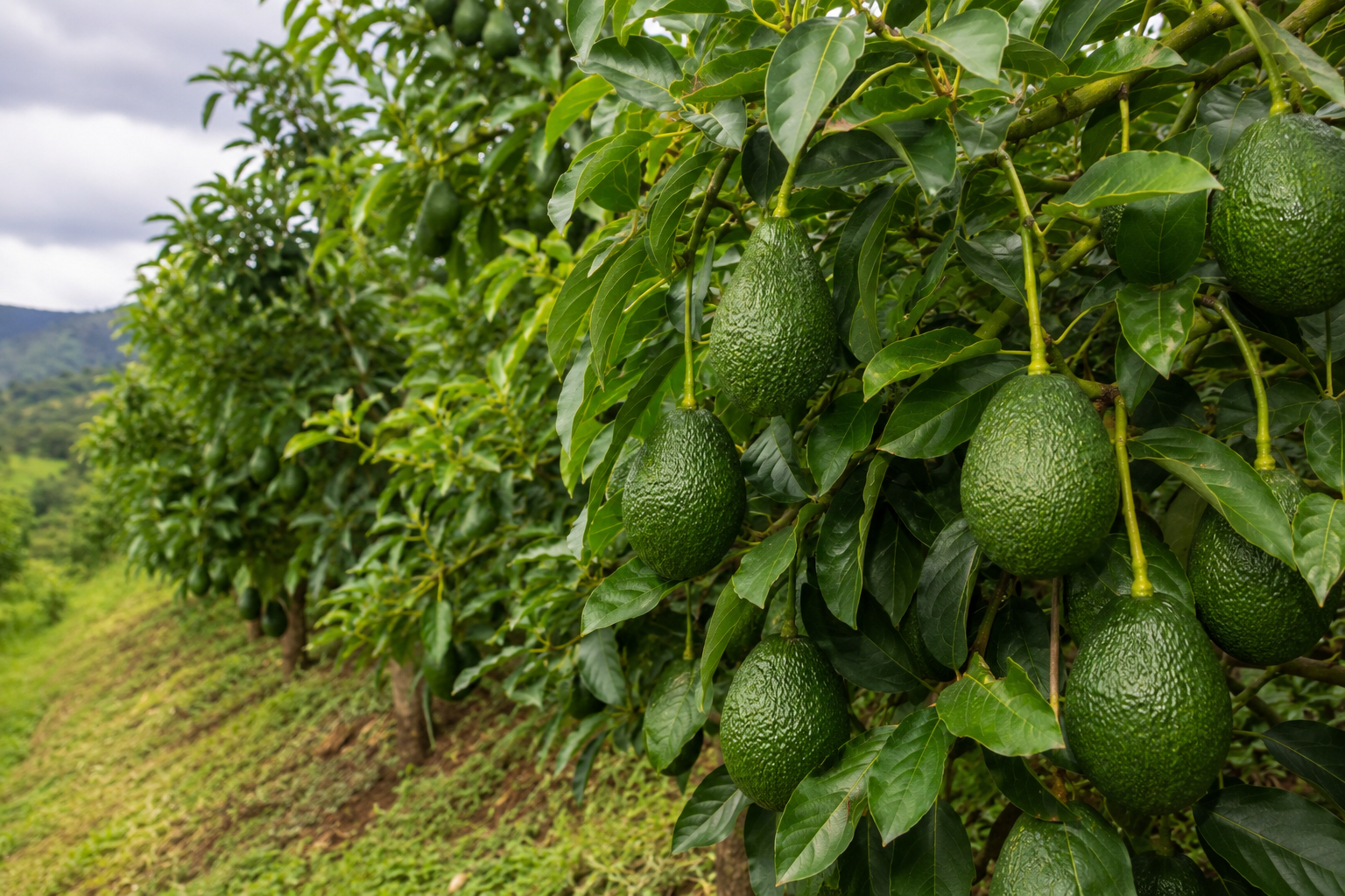 Aguacate