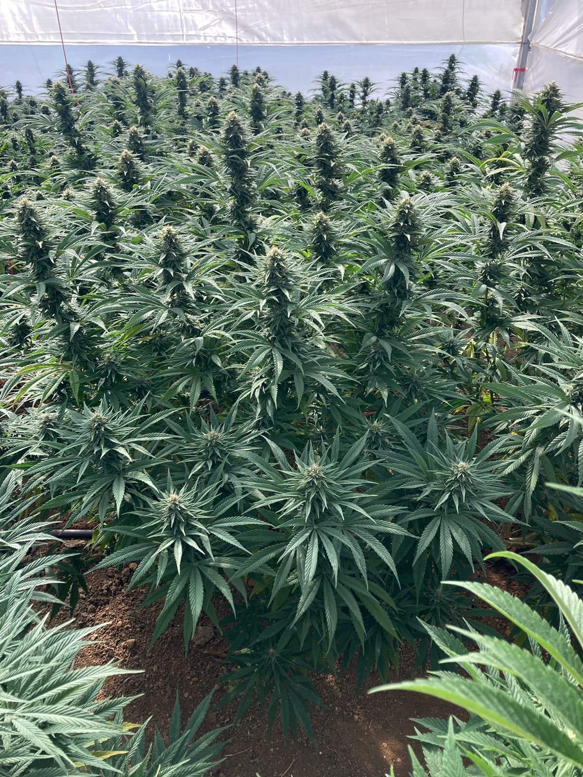 Cannabis